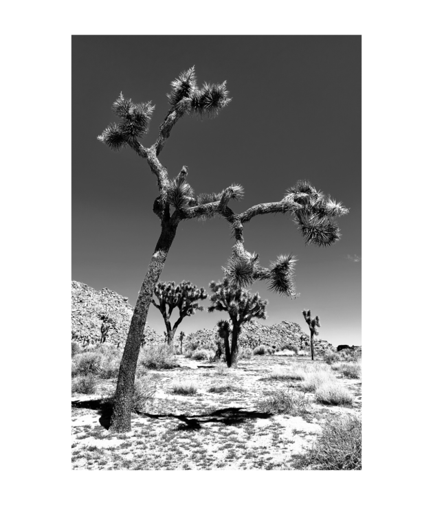 Desert Guardian - Joshua tree